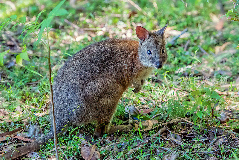 年轻的 Pademelon (Thylogale)